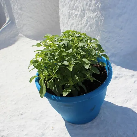 Vakantiehuis Santoimage House